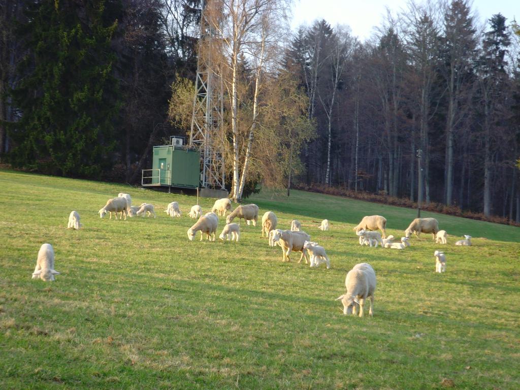 Pensjonat Na Zvonici Paseky nad Jizerou Zewnętrze zdjęcie