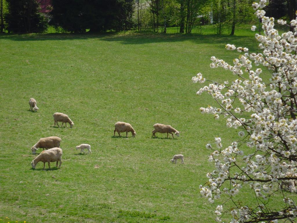 Pensjonat Na Zvonici Paseky nad Jizerou Zewnętrze zdjęcie